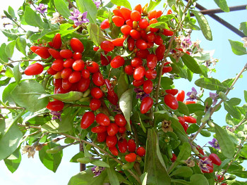 Lycium chinensis (Mill) var. macrocarpa "ANNY"-Kustovnice čínská