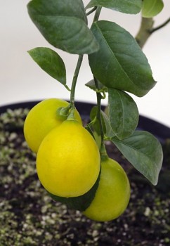 Citrus limon "LISBON" ( L. ) Burm. - Citrumelo