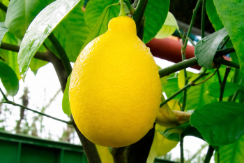 Citrus meyerii (Y. Tan.) "Meyer" - Citrumelo