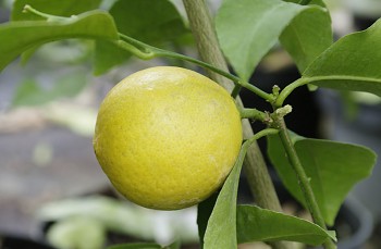 Citrus limon "DOUX DE MEDITERANEE" (L.) Burm. - Citrumelo