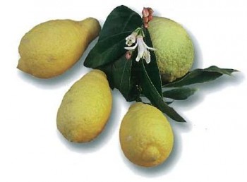 Citrus limon "SALICIFOLIA" (L.) Burm. - Citrumelo