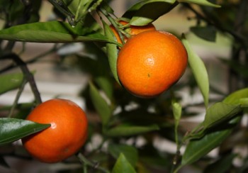 Citrus sp. "SATSUMA x CLEMENTINA" - Citrumelo