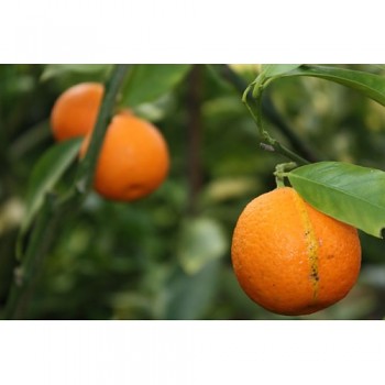 Citrus clementina "FEDELE" ( hort. ex Tanaka ) - Citrumelo