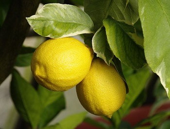 Citrus limon "LIMONE VARIEGATO" (L.) Burm - Citrumelo