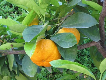 Citrus aurantium "HORRIDUS" L. - Citrumelo