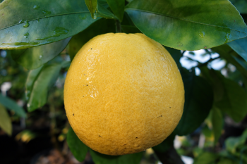 Citrus paradisi (Macf.) "BEZSEMJANYJ" - Citrumelo