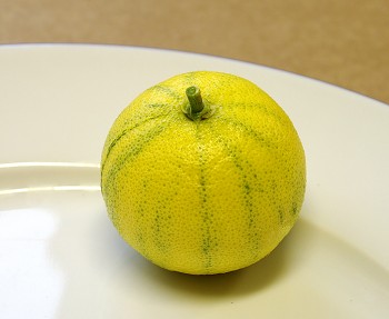 Citrus sinensis "Mutabille variegato" (L.) Osbeck - Citrumelo