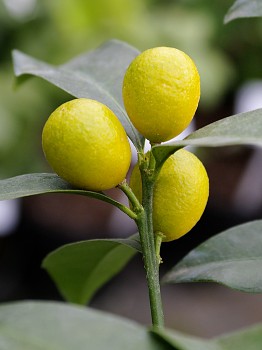 Fortunella japonica (Thunb.) - Citrumelo