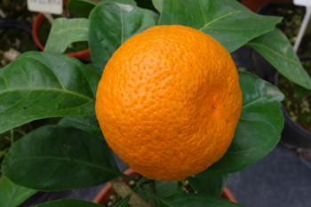 Citrus unshiu "OIWA" - Citrumelo Citrus unshiu "OIWA" - Citrumelo