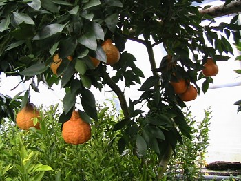 Citrus unshiu "MIYAGAWA 00" ( Marcow. ) - Citrumelo
