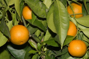 Citrus sp. "CLEMAPO DELICIA" - Citrumelo Citrus sp. "CLEMAPO DELICIA" - Citrumelo