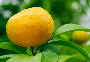 Citrus reticulata "SUN CHU SHA" (Blanco) - Citrumelo