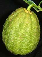 Citrus ichangensis × maxima "Ichang lemon" (Sebastien)- Poncirus