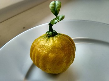 Citrus ichangensis "ICHANG PAPEDA - IVIA" Swingle - Poncirus