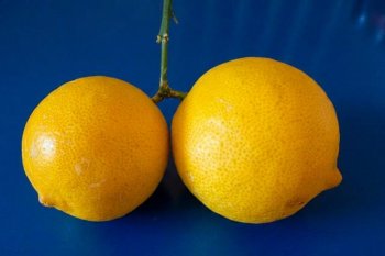Citrus limon "VAINIGLIA LIMON" (L.) Burm. f. - Citrumelo