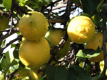 Citrus limon "SIRACUSANO" (L.) Burm - Citrumelo
