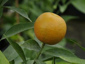Citrus clementina "CLEMENULES" ( hort. ex Tanaka ) - Citrumelo