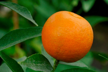 Citrus clementina "CLEMENULES" ( hort. ex Tanaka ) - Citrumelo