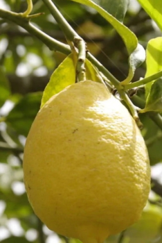 Citrus limon "SICILY" (L.) Burm - Citrumelo