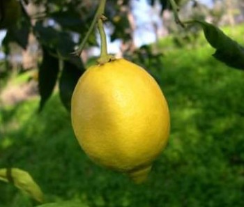 Citrus limon "OVALE DI SORENTO" (L.) Burm - Citrumelo