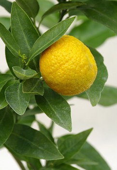 Citrus tangerina "TRABUT" hort. ex Tan. - Citrumelo