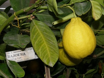 Citrus limonimedica "BAJOURA" Lush. - Citrumelo