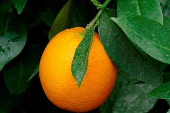 Citrus sinensis "MORITA" (L.) Osbeck - Citrumelo