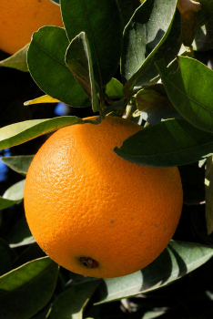 Citrus sinensis "LANE LATE" (L.) Osbeck - Citrumelo