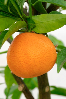Citrus clementina "SPINOSO" ( hort. ex Tanaka ) - Citrumelo