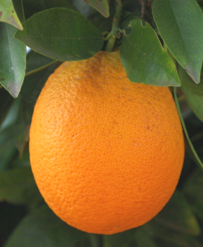 Citrus sinensis "JAFFA" (L.) Osbeck - Citrumelo