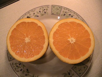 Citrus sinensis "HAMLIN" (L.) Osbeck - Citrumelo