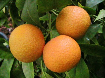 Citrus clementina "RUBINO" ( hort. ex Tanaka ) - Citrumelo