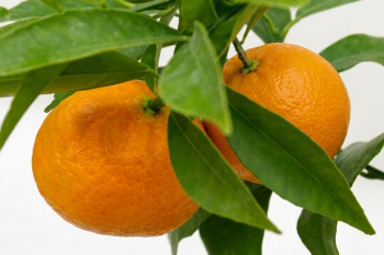 Citrus clementina "ESBAL" (hort. ex Tanaka) - Citrumelo