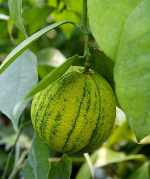 Citrus sinensis "COTIDIANA" (L.) Osbeck - Citrumelo