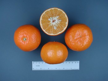 Citrus reticulata "PONKAN" (Blanco) - Citrumelo
