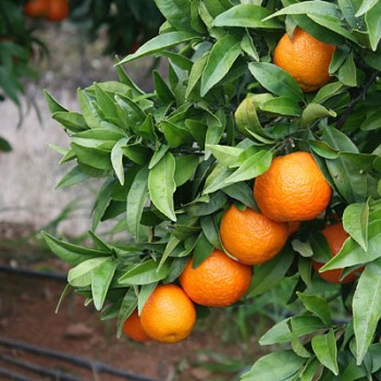 Citrus clementina "ORONULES" (hort. ex Tanaka) - Citr.