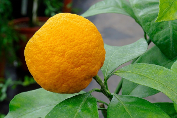 Citrus unshiu "SKOROSPĚLYJ" ( Marcow. ) - Citrumelo