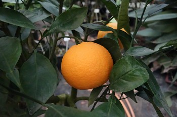 Citrus sinensis "ORDO" (L.) Osbeck - Citrumelo