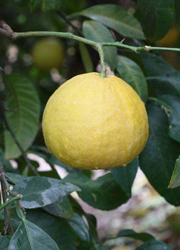 Citrus pennivesiculata (Lush.) Tan. "MOI" - Citrumelo