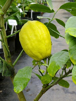 Citrus limonimedica "ETROG" Lush. - Citrumelo