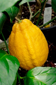 Citrus limon "IZRAEL" (L.) Burm - Citrumelo