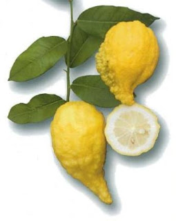 Citrus limonimedica "FLORENTINA" Lush. - Citrumelo