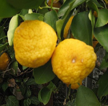 Citrus HANAYU Sieb. ex Shirai - Poncirus