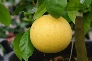 Citrus paradisi (Macf.) "DUNCAN VARIEGATA" - Citrumelo