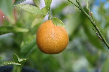 Citrus tangerina "DANCY" hort.ex Tan. - Citrumelo