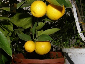 Citrus sinensis "SLÁVA MIČURINA" (L.) Osbeck - Citrumelo