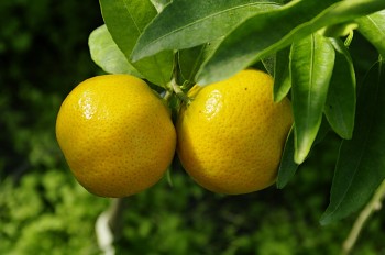 Citrus clementina "ARRUFATINA" ( hort. ex Tanaka ) - Citrumelo