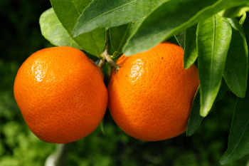 Citrus clementina "ARRUFATINA" ( hort. ex Tanaka ) - Citrumelo