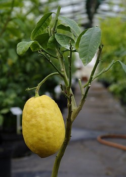 Citrus medica L. "DIAMANTE" - Citrumelo