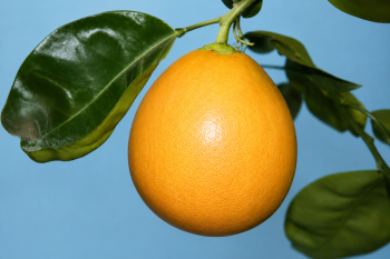 Citrus grandis "PINK" Osbeck - Citrumelo Citrus grandis "PINK" Osbeck - Citrumelo